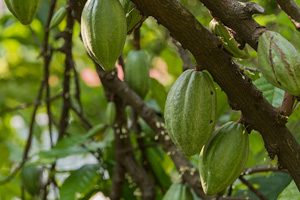 savon beurre de cacao