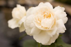 savon à froid à la rose musquée