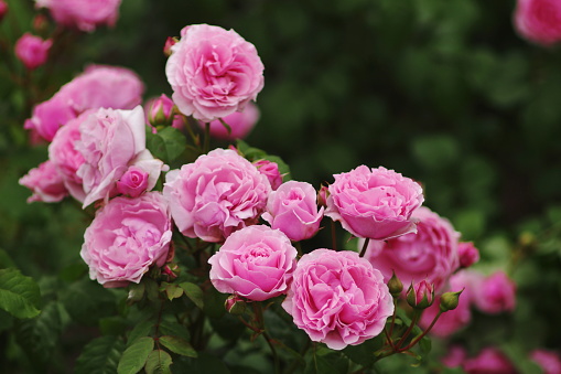 savon aux boutons de rose